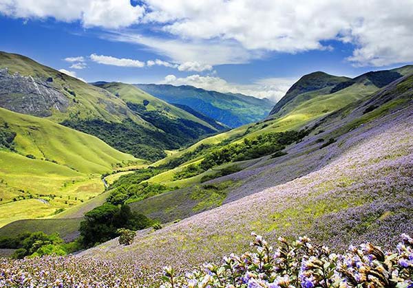 Munnar Athirapally 3  day tour from Vellore
